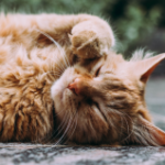 Holistic Approaches to Supporting Kidney Health in Older Cats