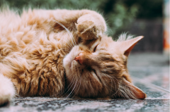 Holistic Approaches to Supporting Kidney Health in Older Cats