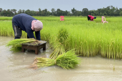 Possible Thai rice curbs rattle world market