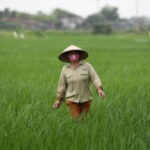 Vietnamese rice exporters informed to honour agreements