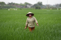 Vietnamese rice exporters informed to honour agreements