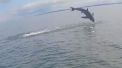 #TheMoment a angler connected a terrific white shark