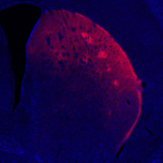 Dopamine nervecells are more varied than formerly idea