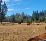 How environment modification is impacting B.C., from livestock to glaciers to whitewine grapes