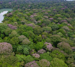 Tropical trees rely on social distancing to protect biodiversity