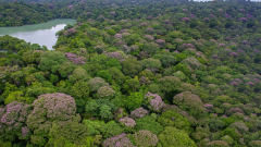Tropical trees rely on social distancing to protect biodiversity