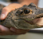Animal alligator in ‘deplorable’ state saved by landscapers from creek in Pennsylvania