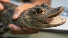 Animal alligator in ‘deplorable’ state saved by landscapers from creek in Pennsylvania