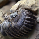 How trilobites endured ecological modification for millions of years