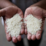 Skyrocketing rice rates stretch budgetplans for billions in Asia, Africa