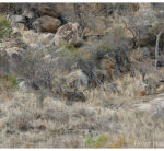 Can you spot lion blending in with landscape, staring at tourists?