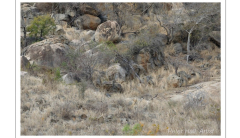 Can you spot lion blending in with landscape, staring at tourists?