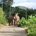 Strolling wild elephant lastly captured