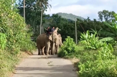 Strolling wild elephant lastly captured