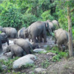 Honest jumbocam: 12 wild elephants shower in Buri Ram forest