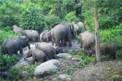 Honest jumbocam: 12 wild elephants shower in Buri Ram forest