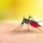 Targeting mosquito hearing with insecticides