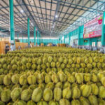 Thai durian deliveries to China rise as China-Laos Railway improves trade