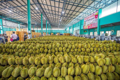 Thai durian deliveries to China rise as China-Laos Railway improves trade