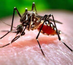 Maryland reports state’s initially case of inyourarea obtained malaria stress in over 40 years