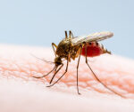 Maryland reports veryfirst inyourarea obtained malaria case in 40 years