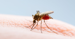 Maryland reports veryfirst inyourarea obtained malaria case in 40 years