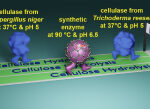 Researchers construct artificial drivers to break down biomass