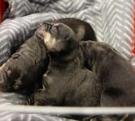 Nine puppies dumped by side of the road in Bassendean