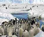 Tape-record sea ice melt in Antarctica doomed thousands of penguin chicks to a watery serious