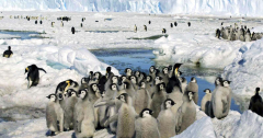 Tape-record sea ice melt in Antarctica doomed thousands of penguin chicks to a watery serious