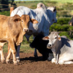Heat tension in livestock is a international danger due to environment modification