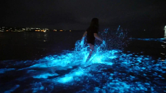 Port Lincoln beach shines with bioluminescent algae screen