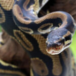 Python parasite discovered in Australian female’s brain