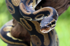 Python parasite discovered in Australian female’s brain