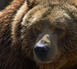 Preservation officers appearance for killer of grizzly bear near Squamish, B.C.