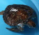 Researchers studied growths in green sea turtles