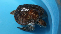 Researchers studied growths in green sea turtles