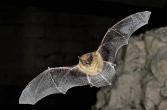 Effect of ground-mounted solar photovoltaic websites on bat activity