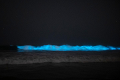 Radiant bioluminescent waves were identified in Southern California onceagain. Here’s how to discover them.