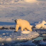 The relationship inbetween greenhouse gas emissions and polar bear survival rates