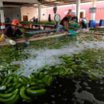 Ecuador drug cartels makeuseof the banana market to ship drug