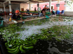 Ecuador drug cartels makeuseof the banana market to ship drug