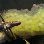 Identified salamander eggs hatch more quickly if munched by predators