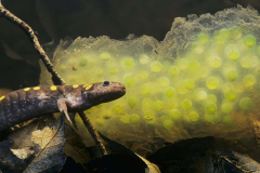 Identified salamander eggs hatch more quickly if munched by predators