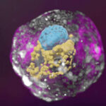 Researchers grew human embryo without utilizing sperm or egg