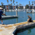 Sea lion with knife ’embedded’ in face saved in California