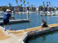 Sea lion with knife ’embedded’ in face saved in California