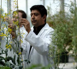 How researchers are attempting to conserve Canada’s canola crops