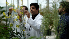 How researchers are attempting to conserve Canada’s canola crops