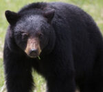 As starving bears banquet in B.C. towns, some individuals are taking a ‘no snitching’ position